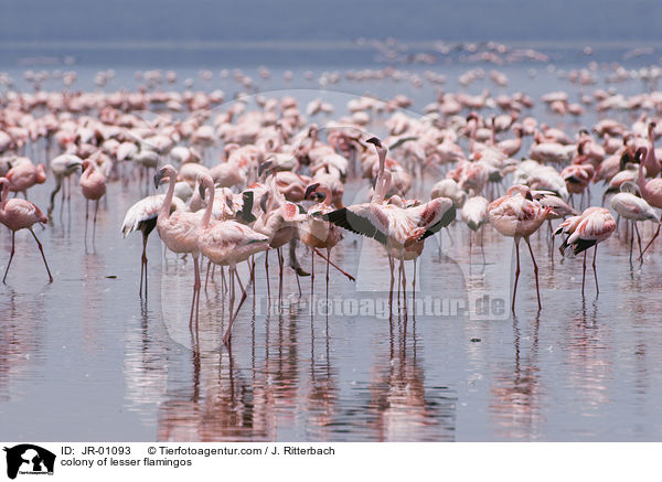 colonyof lesser flamingos / JR-01093